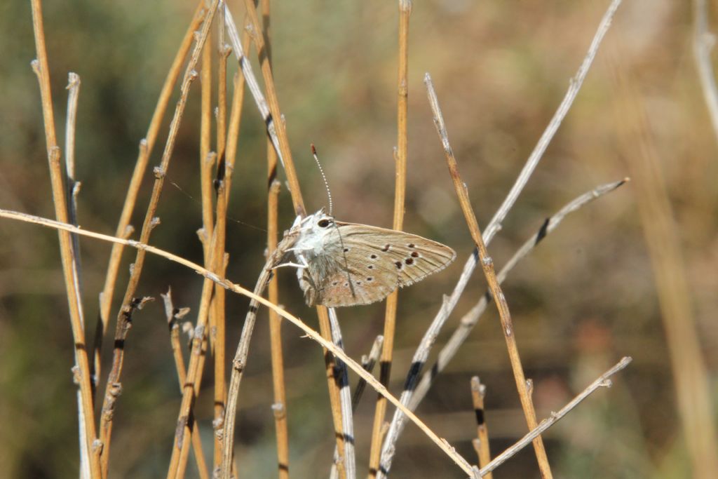 Alcune specie che non ho trovato in galleria